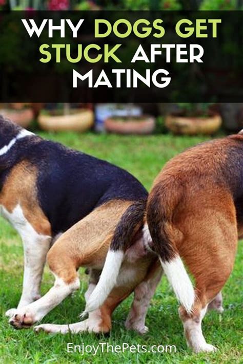 Why Do Dogs Get Stuck Together After Mating